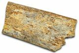Dinosaur Rib Bone Section - Wyoming #370974-1